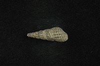 藏品(網蜷)的圖片